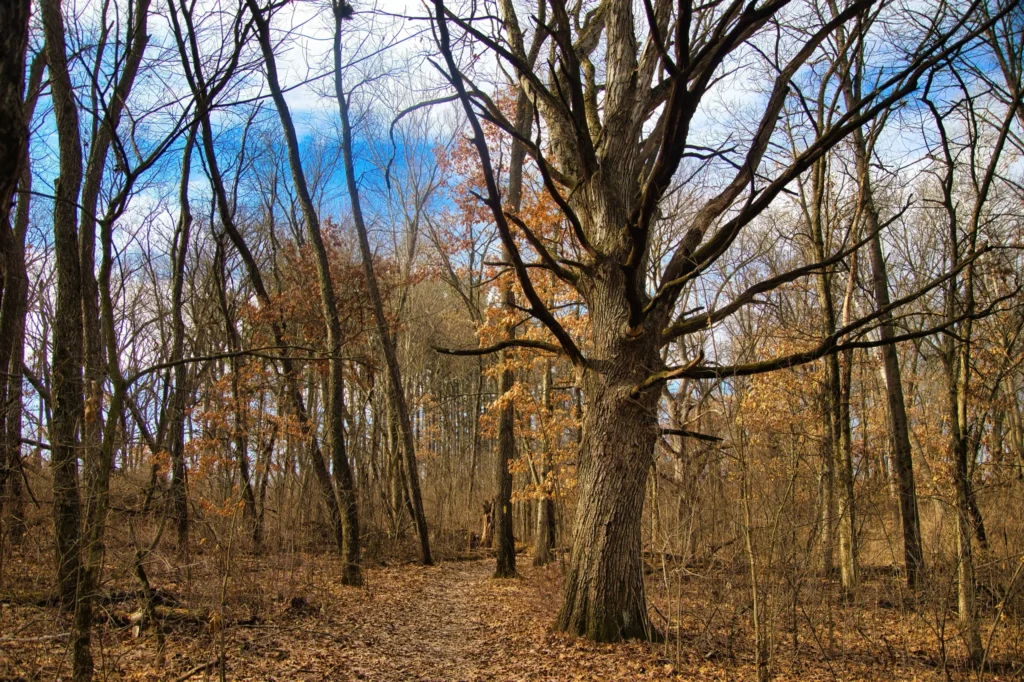 Leafless forest trees with a prominent large tree trunk and scattered brown leaves.