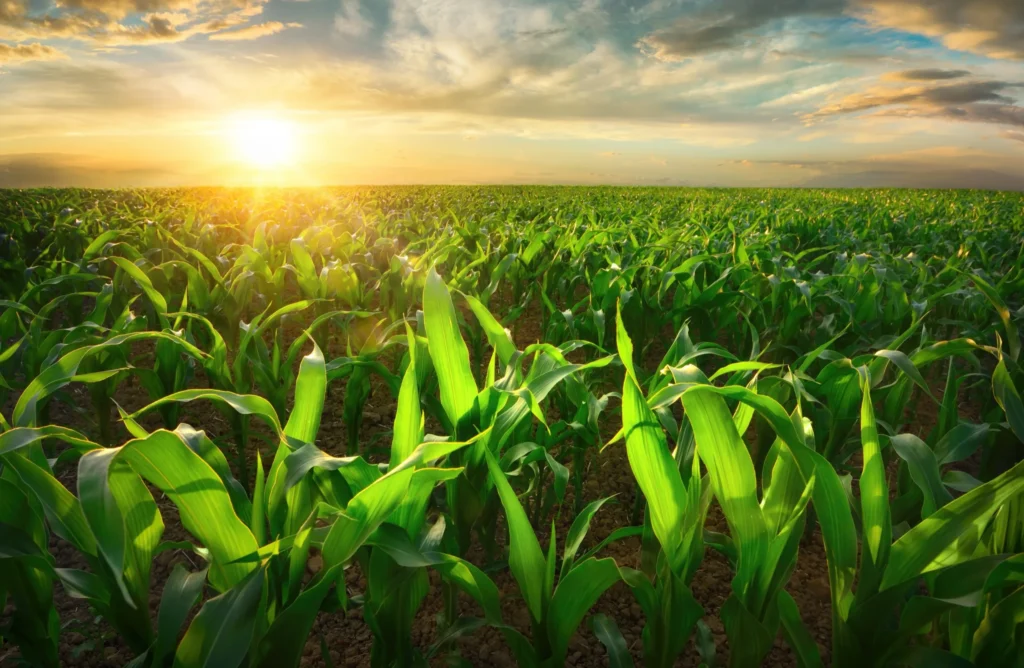 Vibrant green cornfield under a partly cloudy sky with sunlight at sunset.
