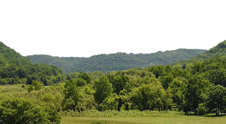 Lush green forest and rolling hills under clear sky in a natural landscape.