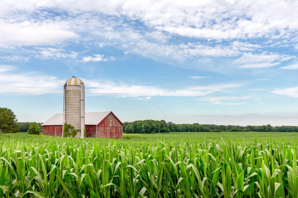 Red wooden barn and tall silo in a green cornfield under a partly cloudy blue sky.
